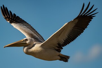 A close-up, high-definition image of a single majestic bird flying through a clear blue sky