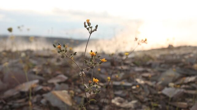 Altm&uuml;hltal Steinbruch Pionierpflanze Jurakalk Blume Spinnwebe Nebel Sonne 