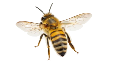 Fototapeten Bei Isolated Bee  © Sindre