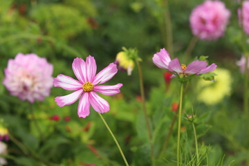 pink cosmos flowers