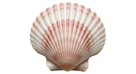 Isolated Seashell with Delicate Pink Stripes