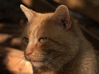 Ginger cat portrait in warm sunlight