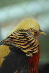 Species birds of the  family Chrysolophus pictus. golden Chinese rainbow pheasant Detailed View Head and Neck  displaying vibrant gold colors yellow details plumage showcasing iridescent feathers