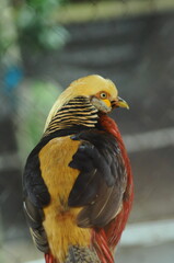 Species birds of the  family Chrysolophus pictus. golden Chinese rainbow pheasant Detailed View Head and Neck  displaying vibrant gold colors yellow details plumage showcasing iridescent feathers