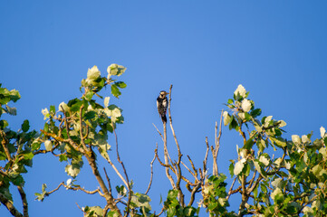 A striking woodpecker perches atop a leafy branch beneath a vibrant blue sky.