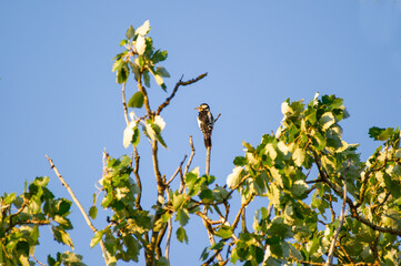 A striking woodpecker perches atop a leafy branch beneath a vibrant blue sky.