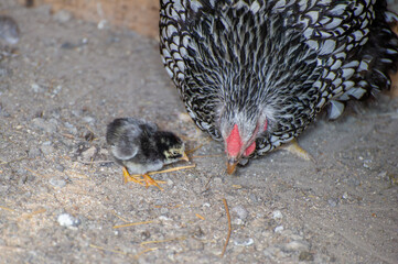 A speckled wiandotte hen and her curious chick forage together on a rustic patch of earth.