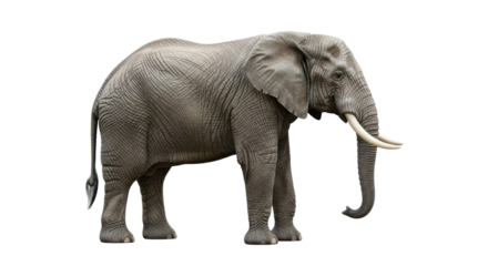 Isolated Elephant