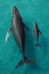 Humpback whale and her calf swimming together in clear turquoise water, top-down drone view