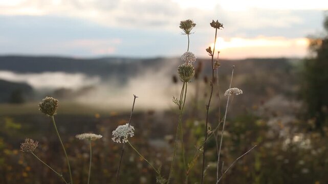 Altm&uuml;hltal Steinbruch Jurakalk Schafgarbe Nebel Sonne