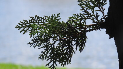 tree branches against blue sky