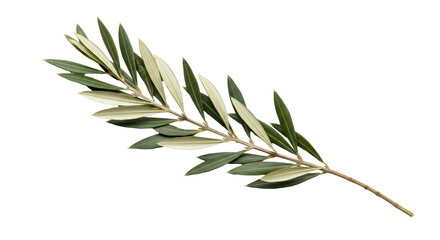 Isolated Olive Branch