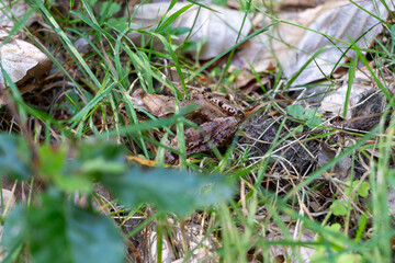 Hidden Brown Frog Blending into Its Natural Habitat