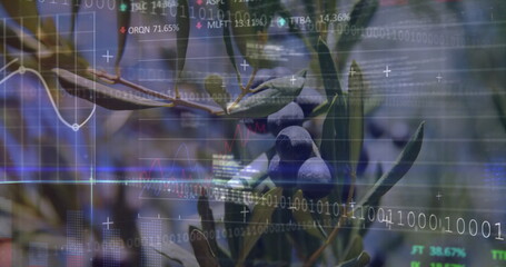 Displaying olive branch with dark olives and green leaves at olive grove, with data overlay