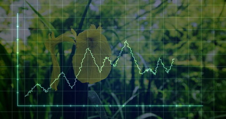 Yellow iris flower blooming in garden, with grid overlay and line graph on x-axis and y-axis
