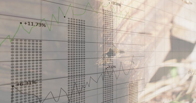 Honeybees crawling on hive plank in apiary, with bar and line graphs overlaying data, copy space - Powered by Adobe