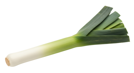 Isolated fresh leek vegetable