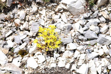 yellow flowers on stone