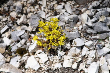 yellow flower on stone