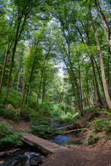 Wooden Bridge Over a Flowing Stream in a Lush Forest