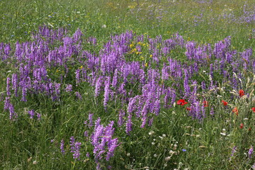 field of lavender