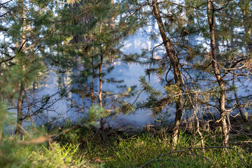 Smoke Drifting Through Pine Trees in a Forest