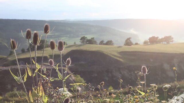 Altm&uuml;hltal Steinbruch Jurakalk Blume Nebel Sonne 