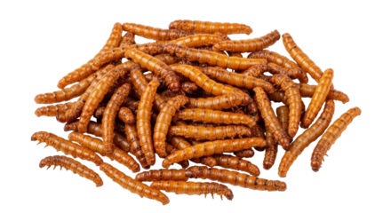Isolated Mealworms Pile