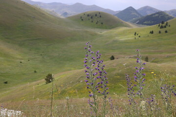 meadow in the mountains
