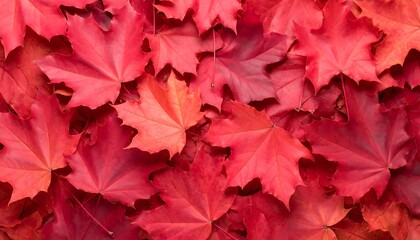 Autumn leaves, vibrant reds