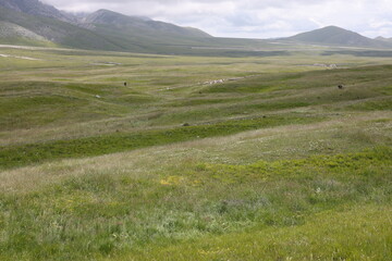 landscape with green grass