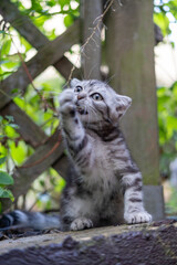 Playful gray tabby kitten biting and batting at a stick.