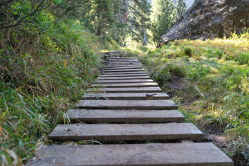 A Wooden Plank Path Winding Through a Lush Green Forest