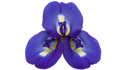 Isolated Blue Flowers