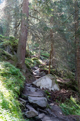 Sunlit Forest Path with a Rugged, Rocky Trail in the Mountains
