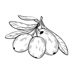 Olive branch line art style. Black and white vintage olive sketch. For packaging labels, food Branding, culinary menus, organic product design, and kitchen decor.