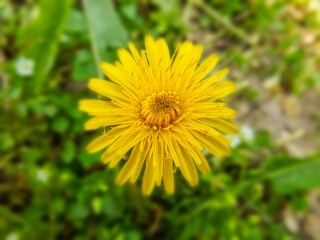 Yellow dandelion close-up on natural soft background