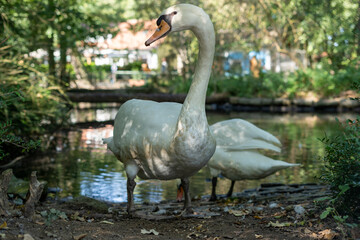 Majestic Mute Swan Standing Gracefully on a Pond Bank