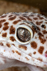 Leopard Gecko Eye: Macro Close-up of a Reptile's Gaze