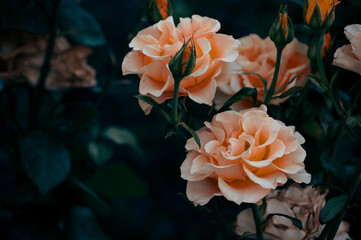 bouquet of orange roses