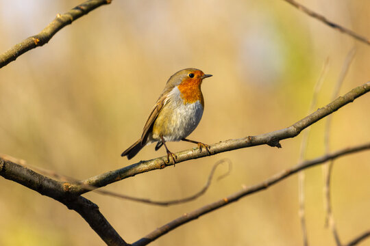 Rouge-gorge sur une branche &agrave; l'heure dor&eacute;e