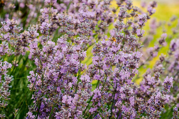 lavender field in provence