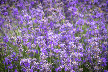 Obraz premium beautiful lavender flowers in the field