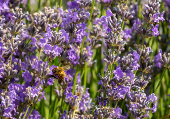 Obraz premium a bee collects nectar from lavender flowers