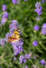 lavender flowers in the garden
