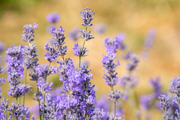 Obraz premium lavender flowers in the field