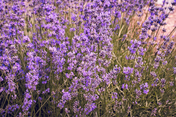 lavender field provence france