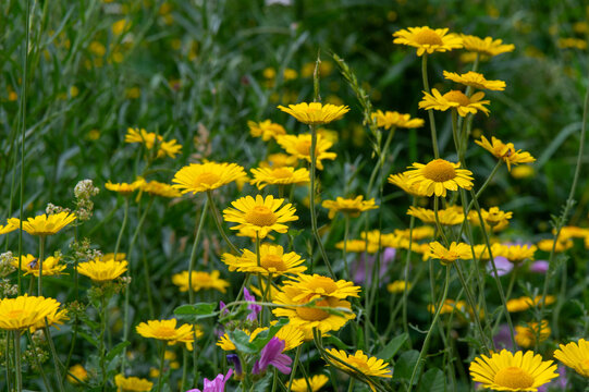 yellow flowers in the garden