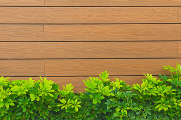 natural brown wood sheets or brown wood veneer sheets