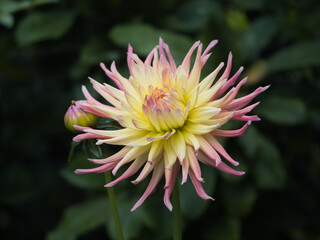 Yellow-pink Dahlia